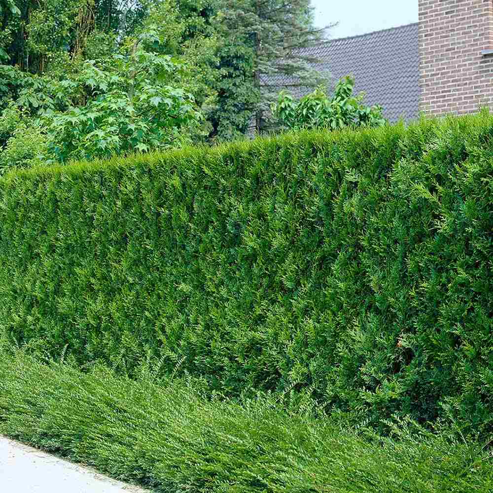 Tuia Occidentalis Brabant, gard viu vesnic verde