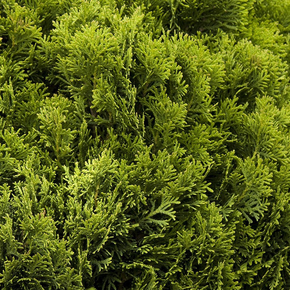 Tuia verde Danica, globular