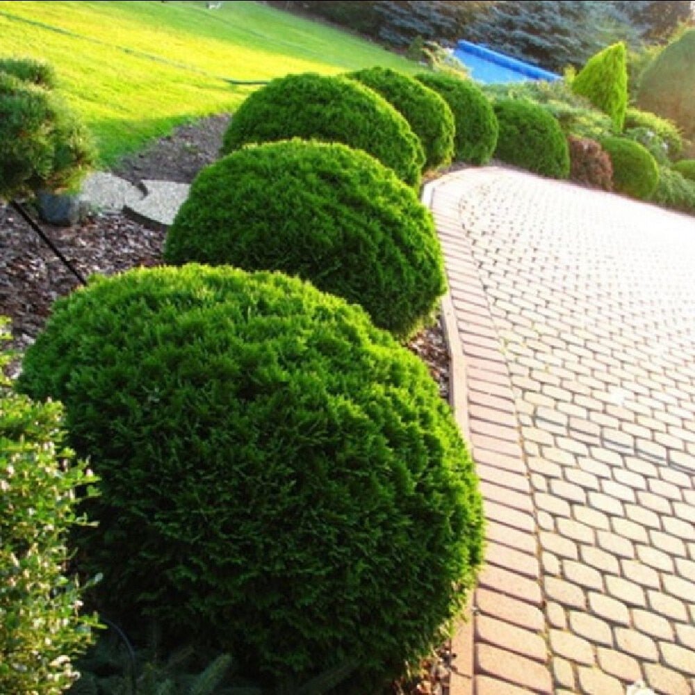 Tuia verde Danica, globular