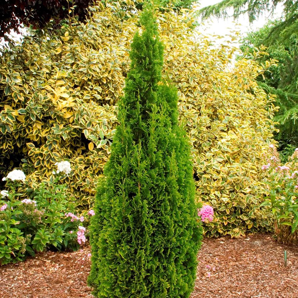 Tuia Occidentalis Degroot Spire