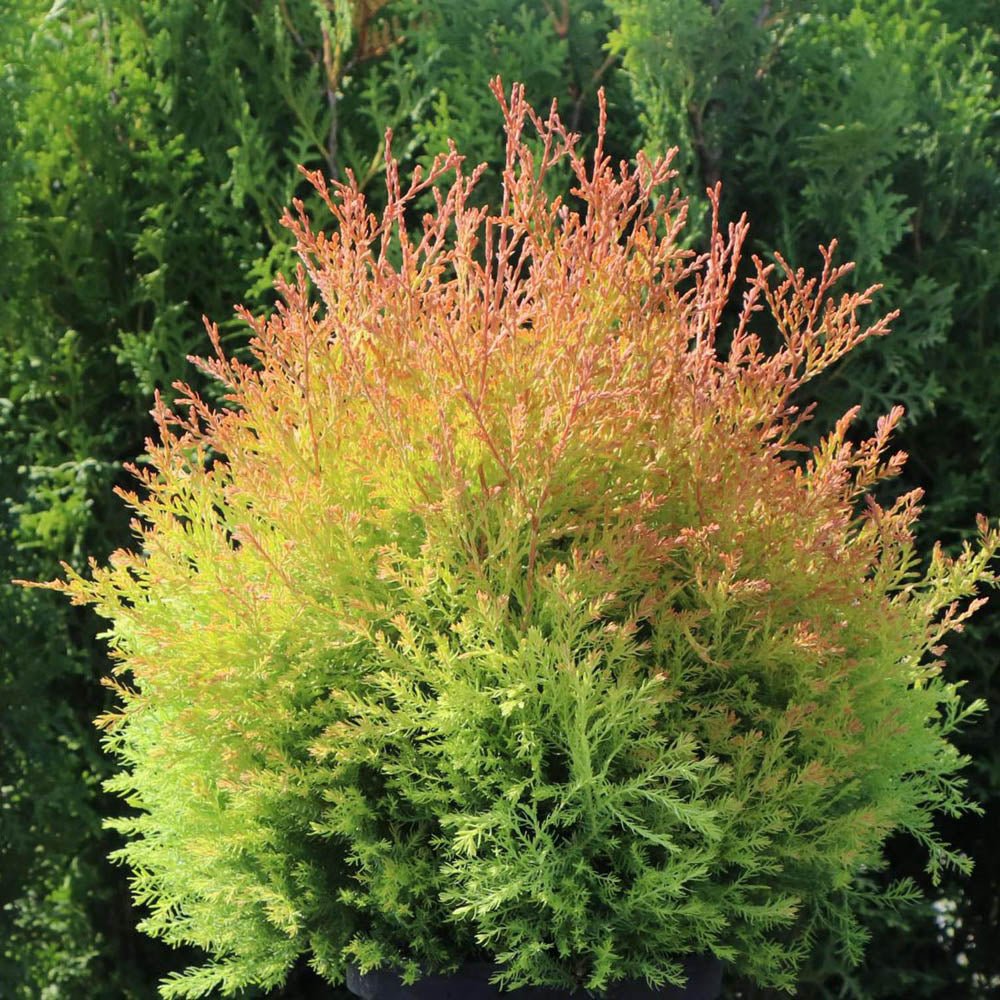 Tuia Occidentalis Fire Chief