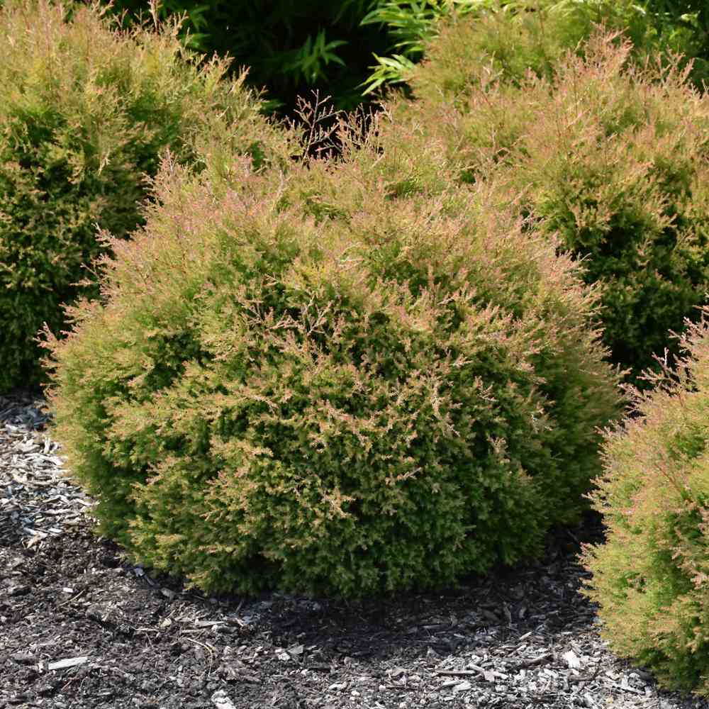 Tuia Occidentalis Fire Chief