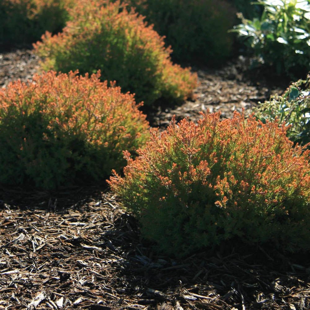 Tuia Occidentalis Fire Chief