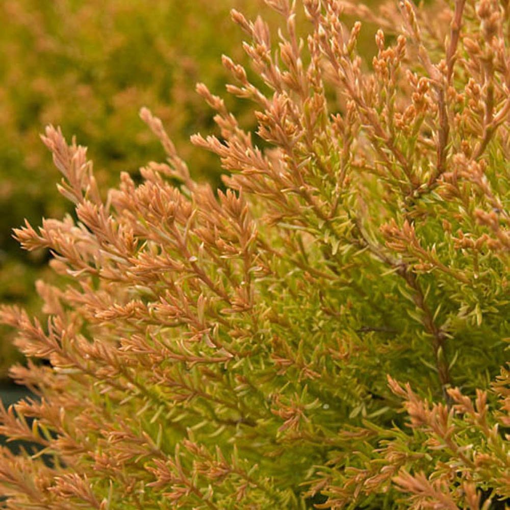 Tuia Occidentalis Fire Chief