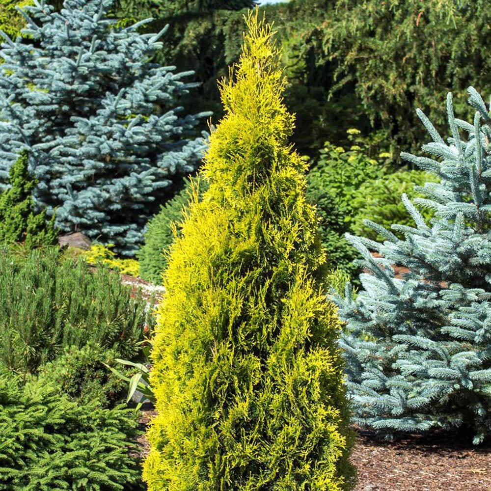 Tuia Occidentalis Jantar