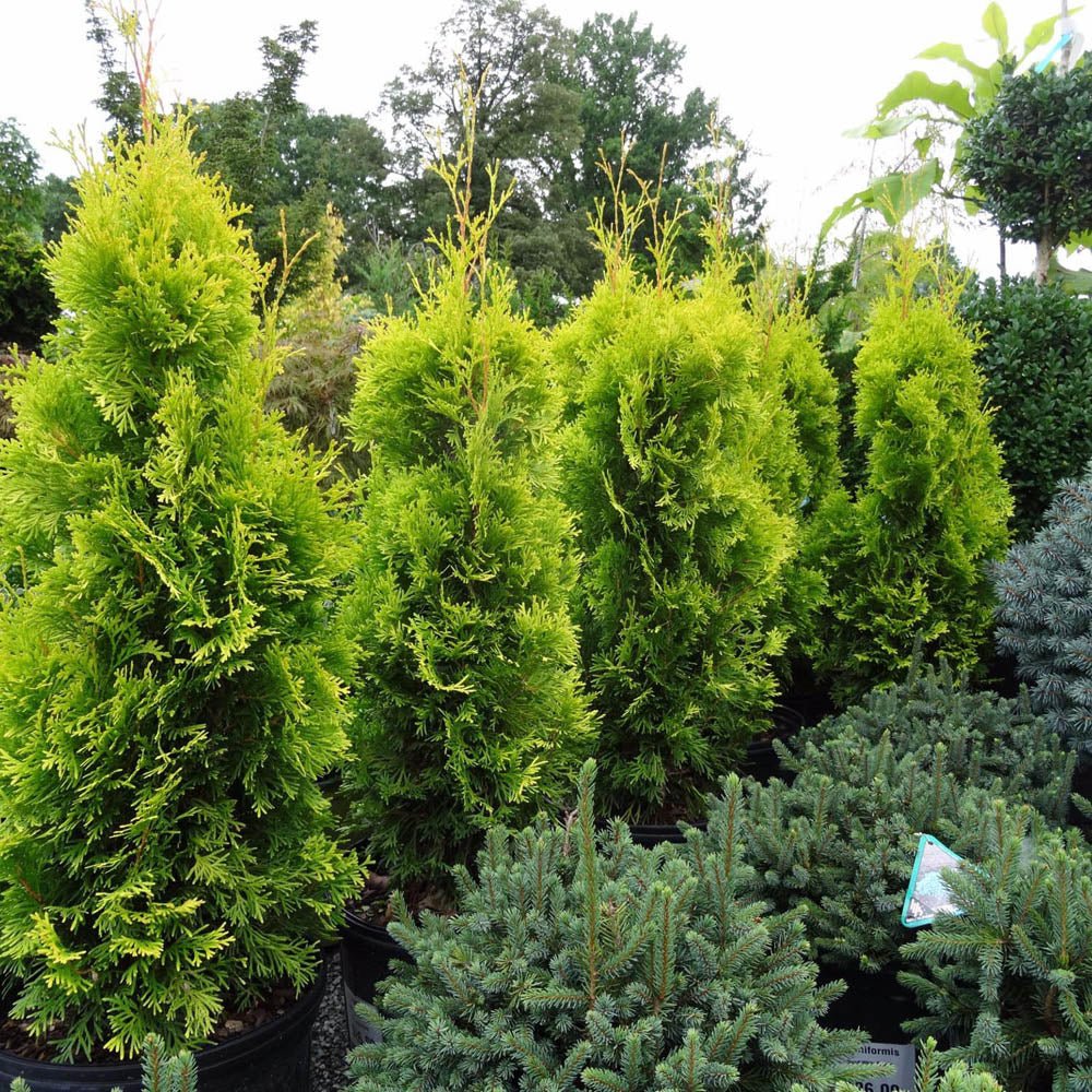 Tuia Occidentalis Jantar