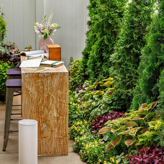 Tuia Occidentalis Pyramidalis Compacta