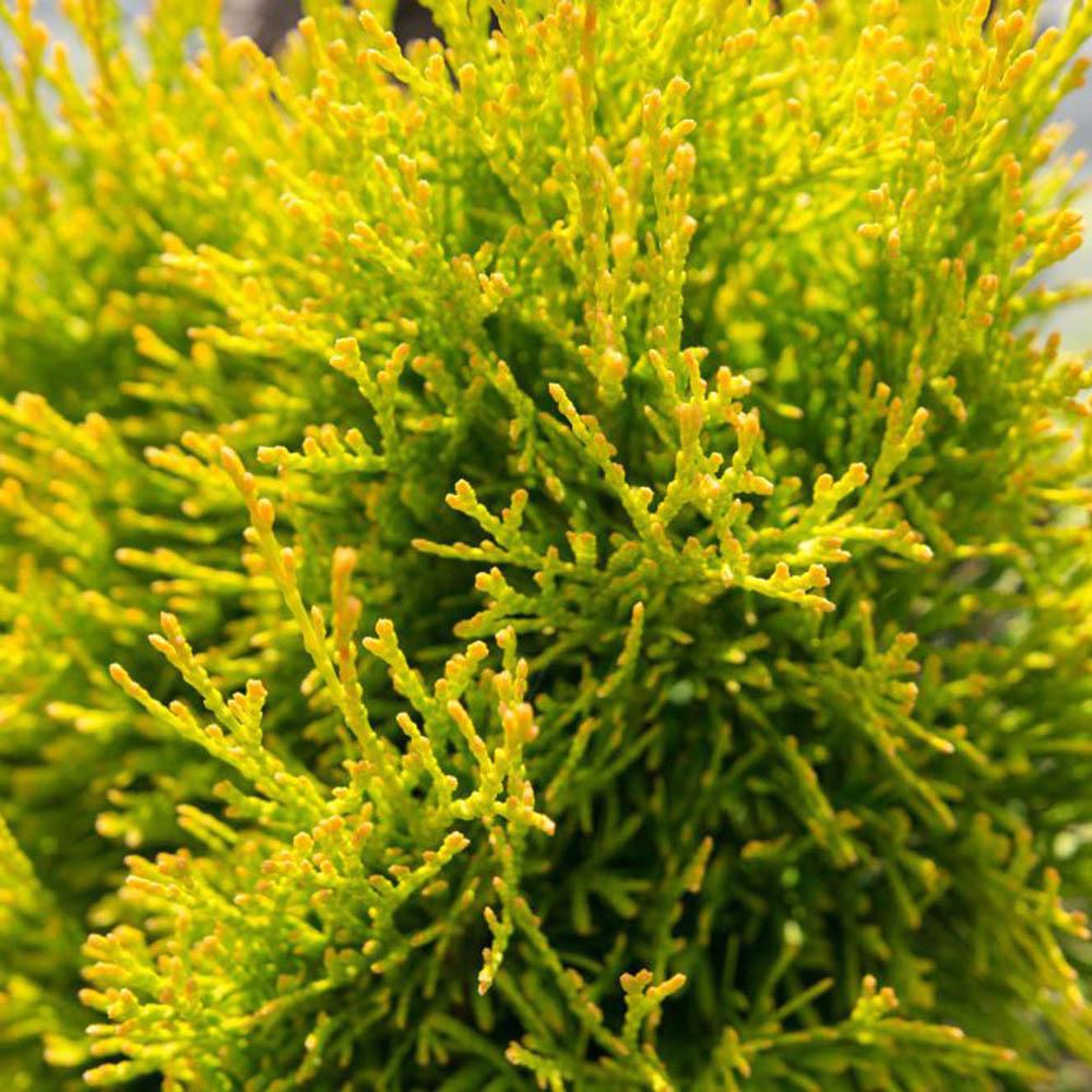 Tuia Occidentalis Smarald D'Or