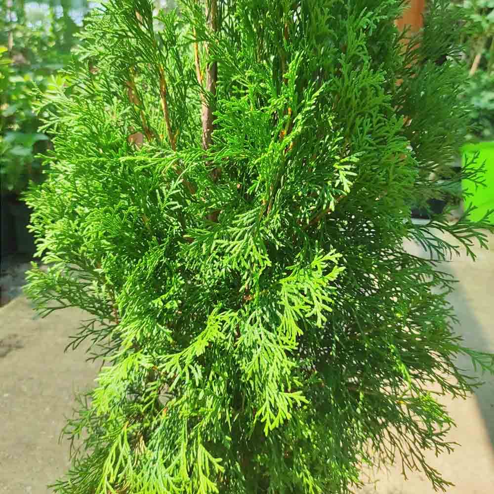 Tuia Occidentalis Smarald, gard viu vesnic verde