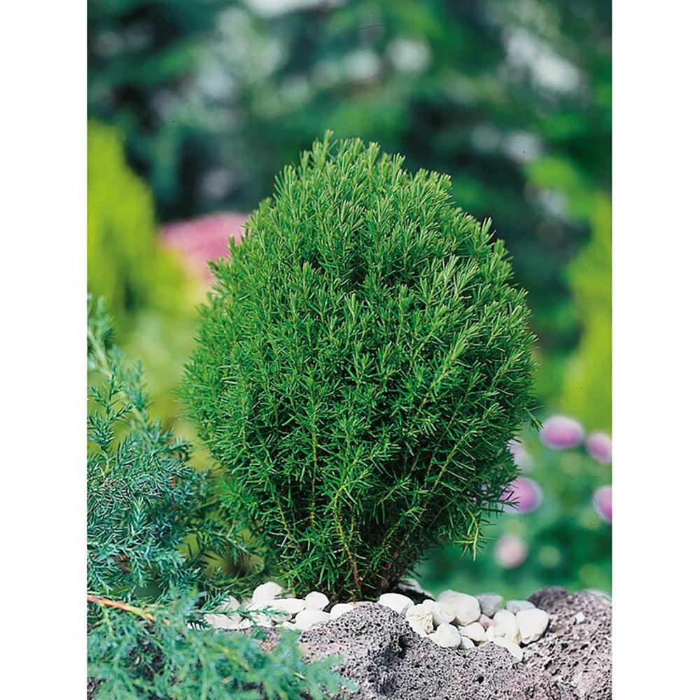 Tuia Occidentalis Teddy