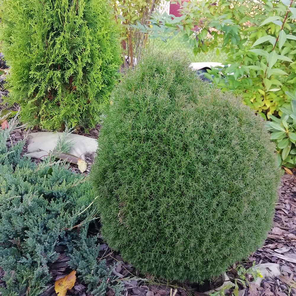 Tuia Occidentalis Teddy