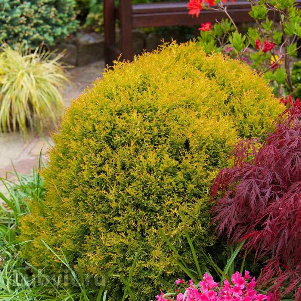 Tuia pitica Occidentalis Rheingold