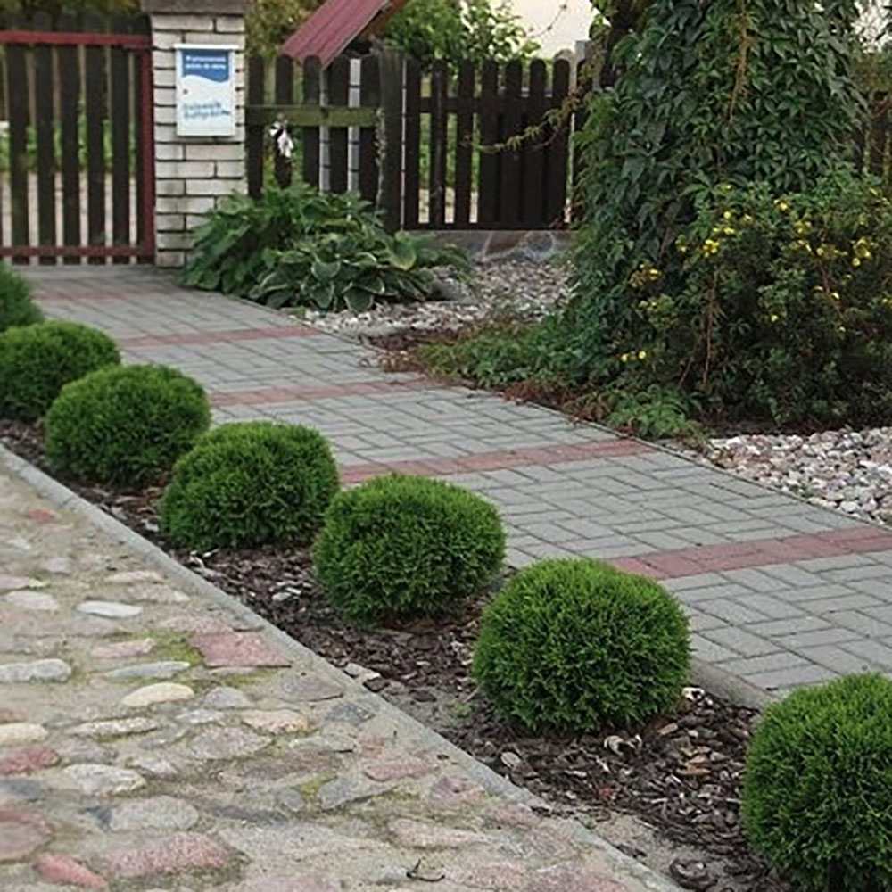 Tuia verde Danica, globular