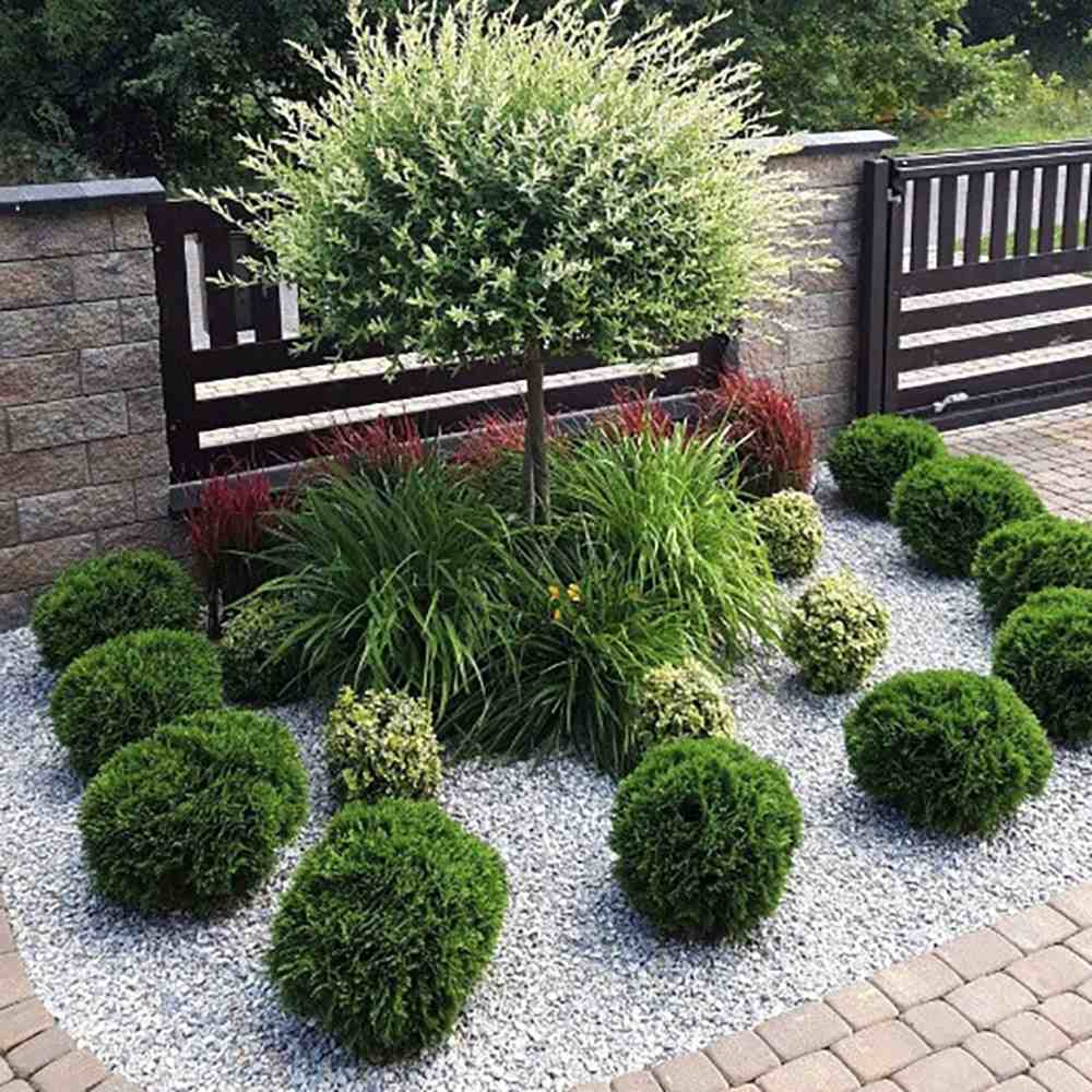 Tuia verde Danica, globular