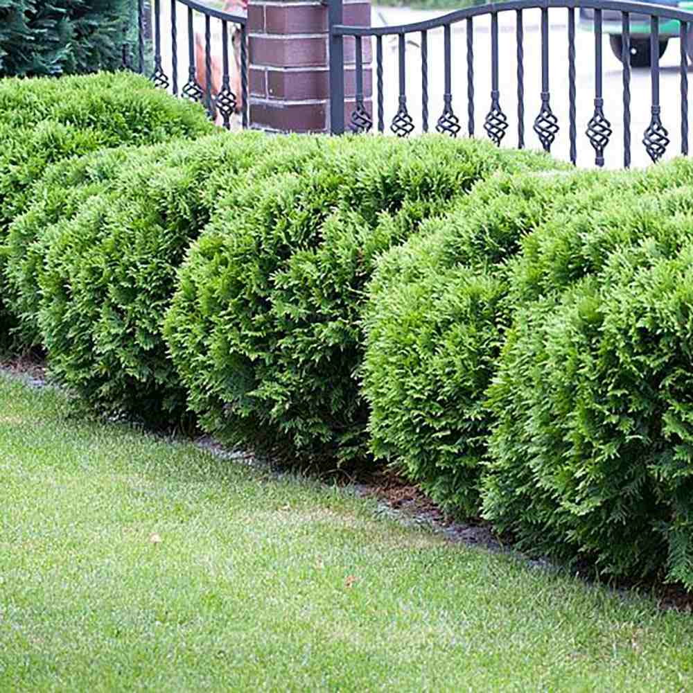 Tuia verde Danica, globular