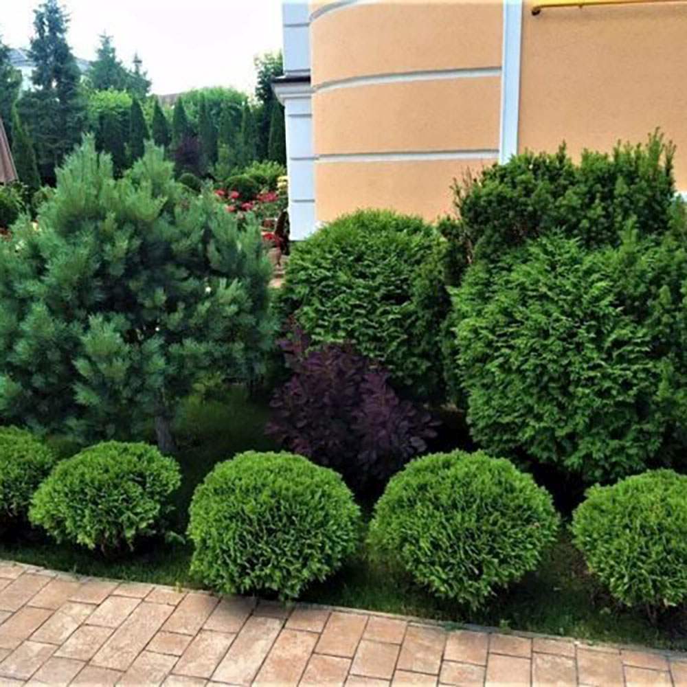 Tuia verde Danica, globular