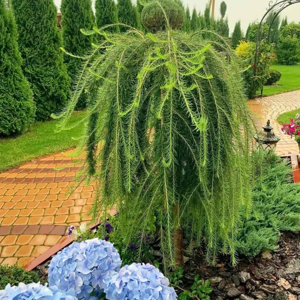 Zada (Larix) Stiff Weeper