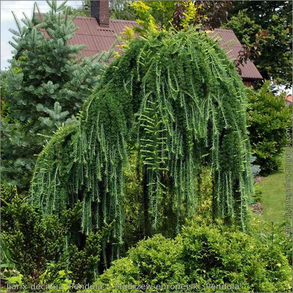 Zada (Larix) Stiff Weeper