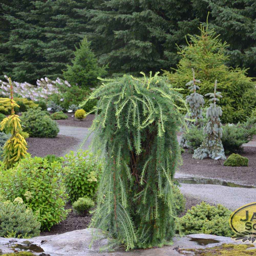 Zada (Larix) Stiff Weeper