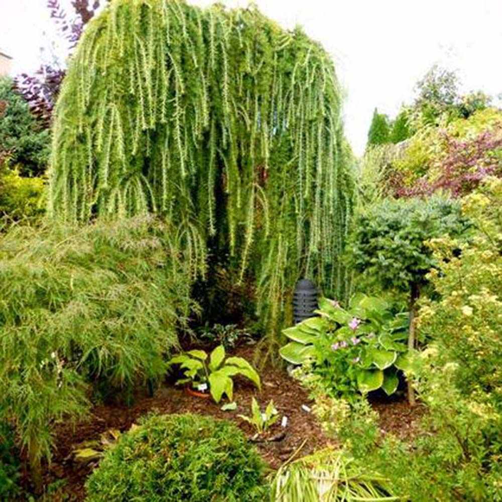 Zada (Larix) Stiff Weeper