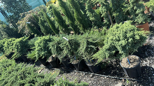 Cum Să-ți Amenajezi Grădina cu Plante Ornamentale în Sibiu: Sfaturi și Idei