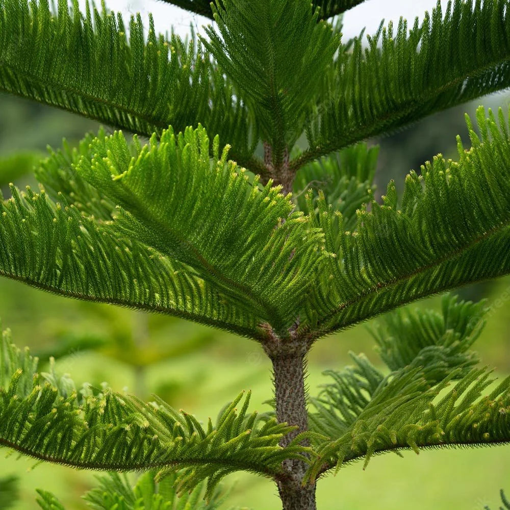 Araucaria