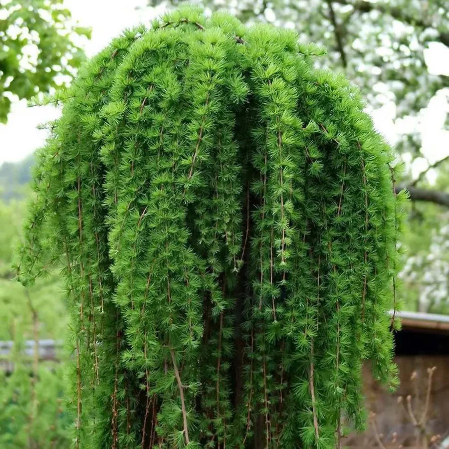 Larix