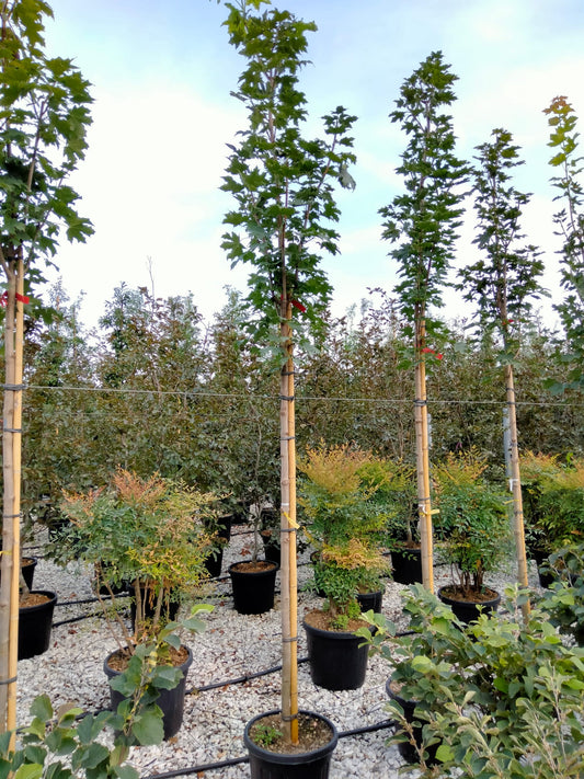 ARTAR AUTUMN BLAZE C35 10-12 AF, cu frunzis verde