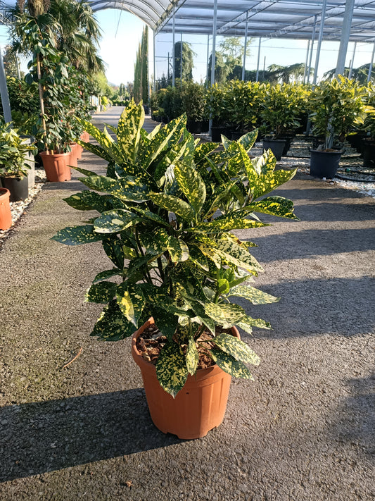 POM DE AUR JAPONEZ AUCUBA CROTONIFOLIA