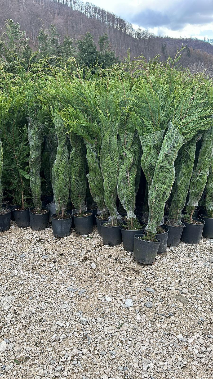 CHIPAROS LEYLANDII, gard vesnic verde