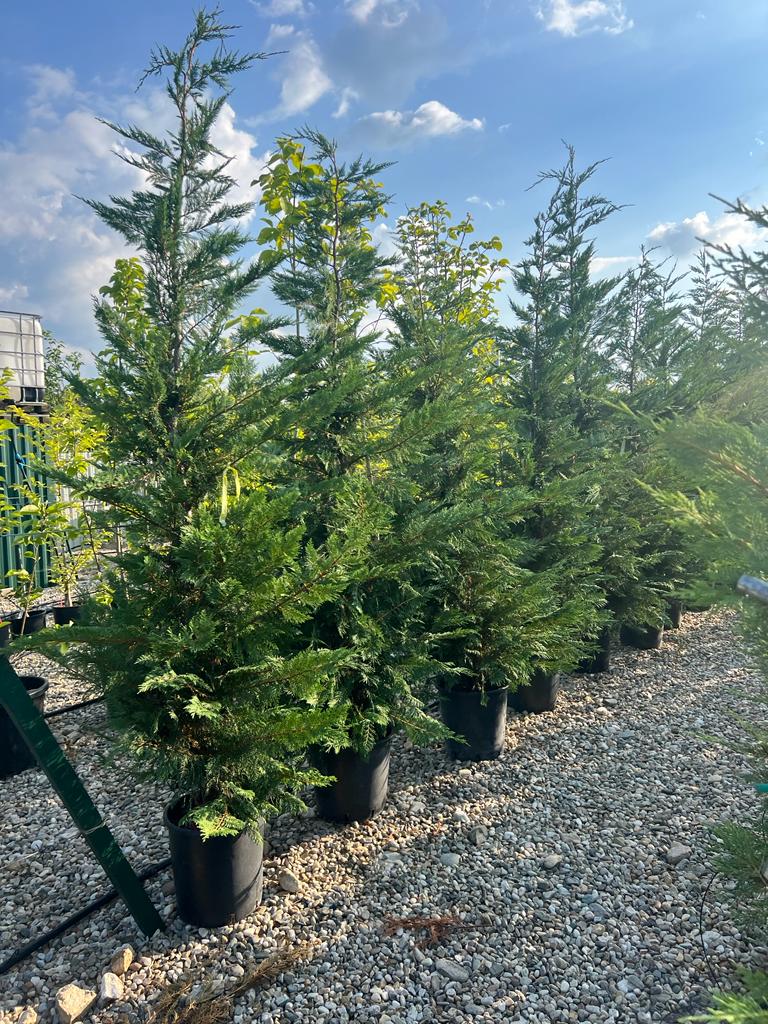 CHIPAROS LEYLANDII, gard vesnic verde