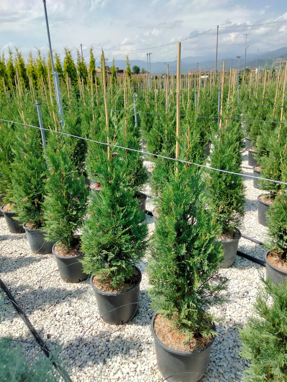 CHIPAROS LEYLANDII, gard vesnic verde
