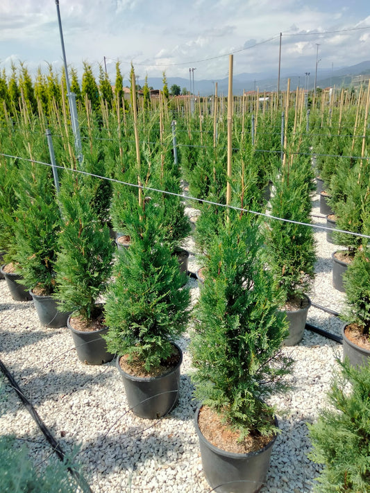 CHIPAROS LEYLANDII, gard vesnic verde