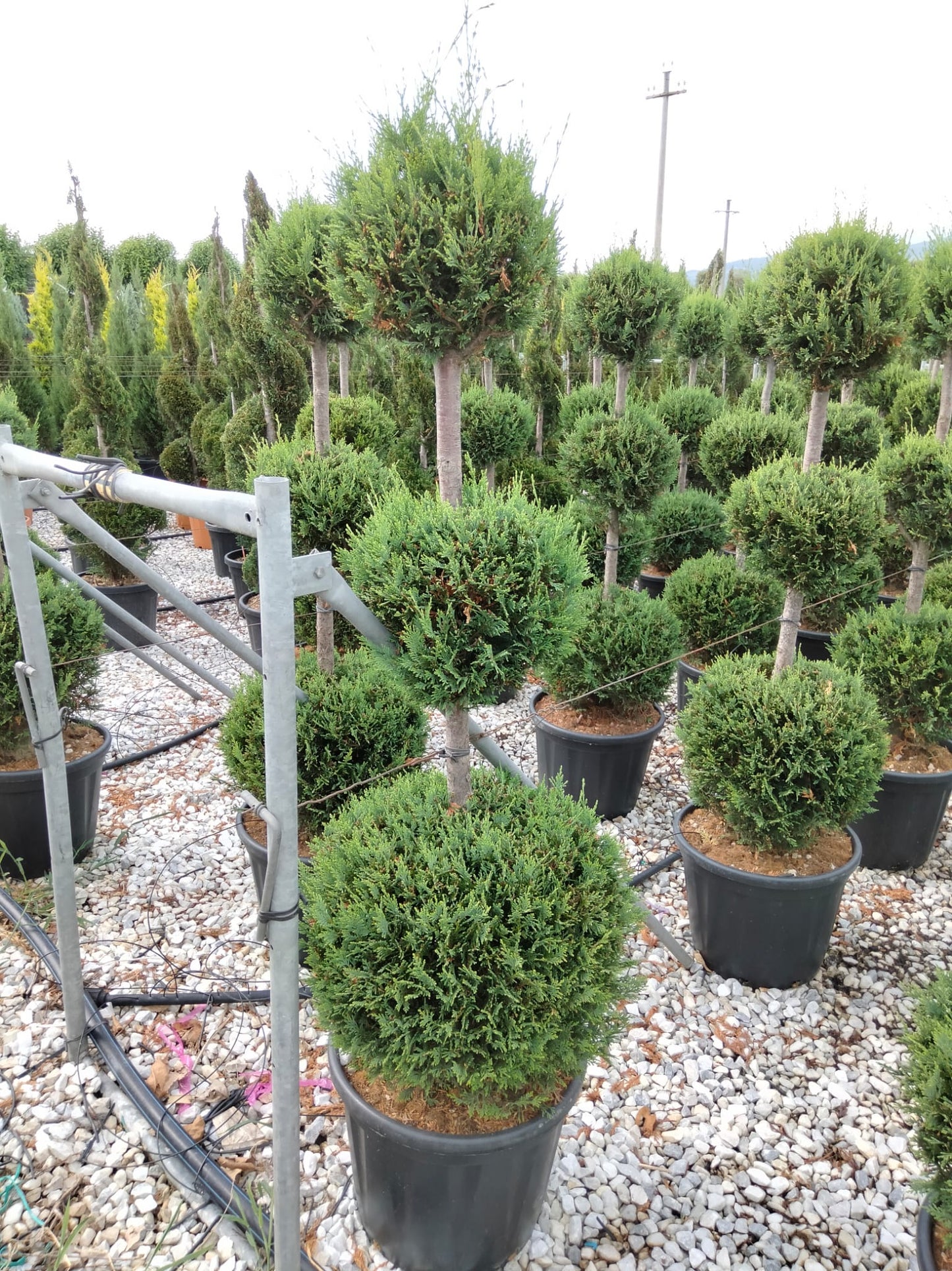 CHIPAROS LEYLANDII FORME, design vesnic verde
