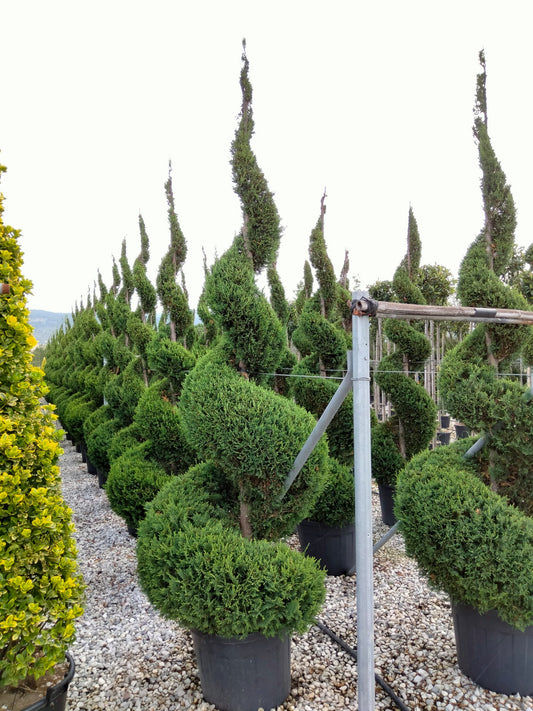 Chiparos Leylandii Spiral