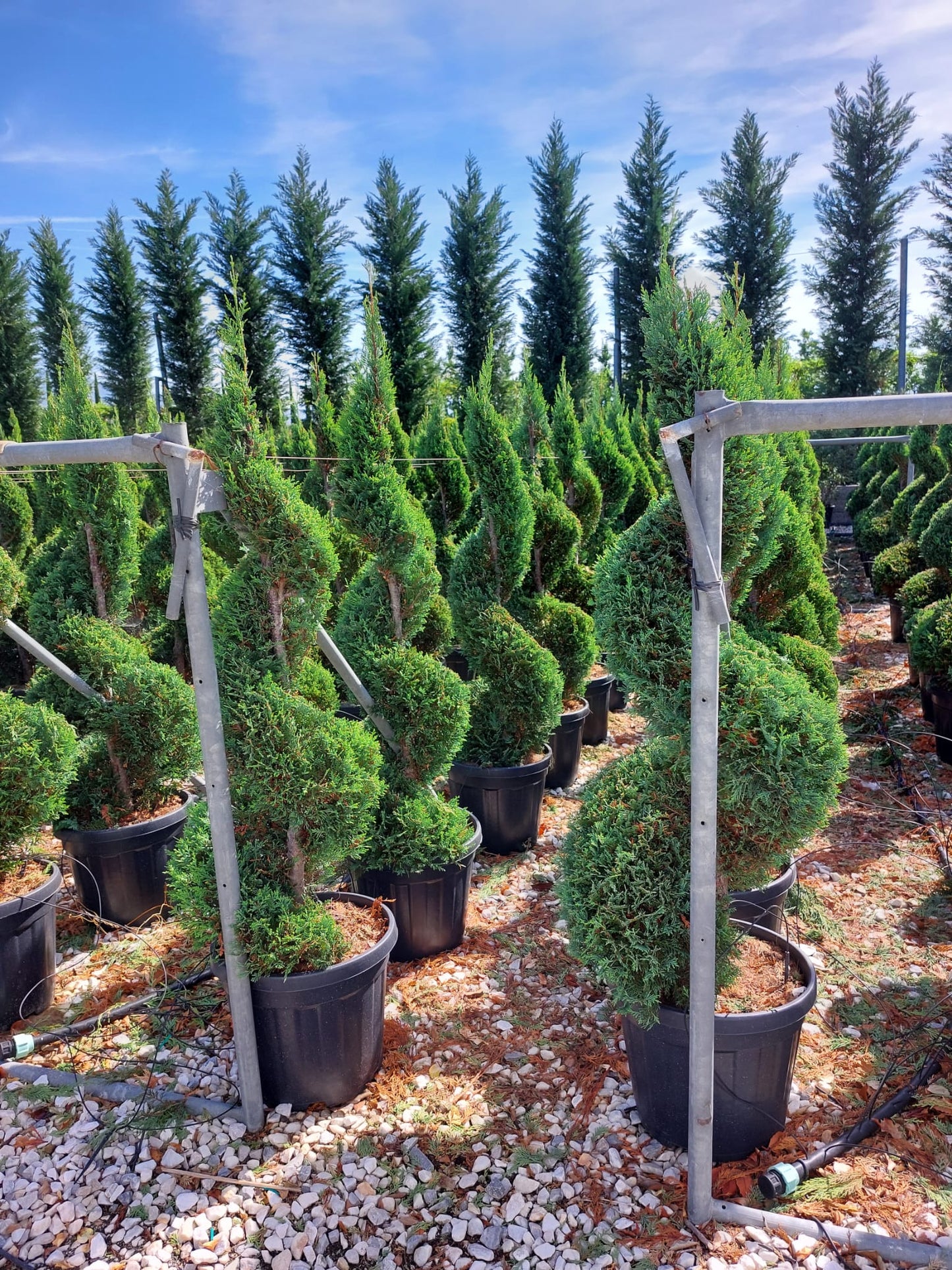 Chiparos Leylandii Spiral
