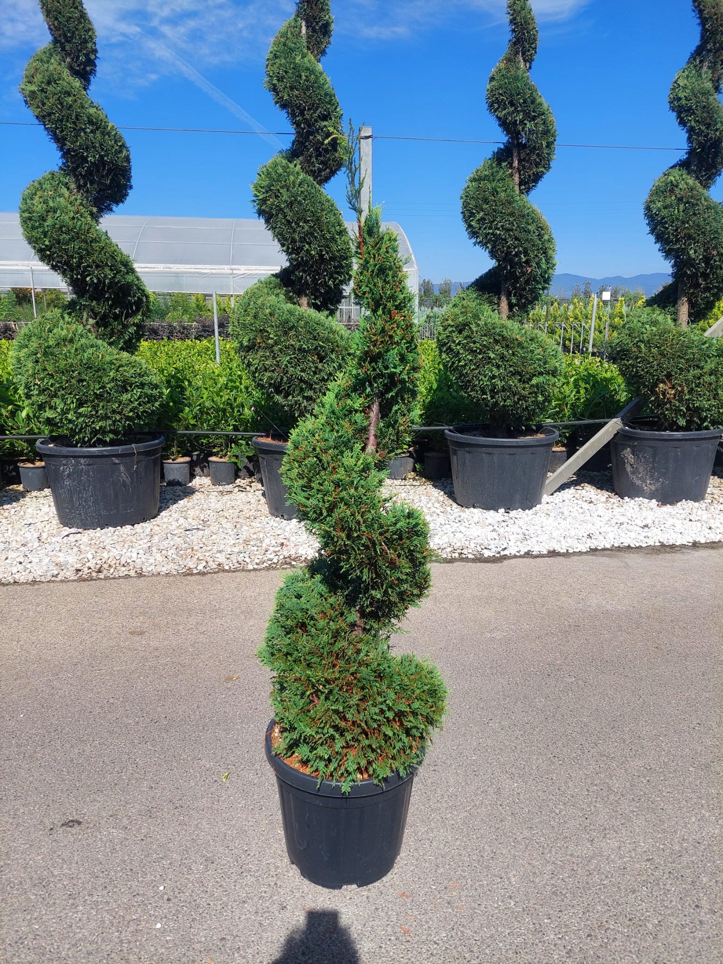 Chiparos Leylandii Spiral
