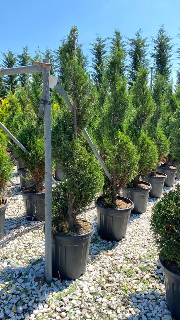 Chiparos Leylandii Spiral