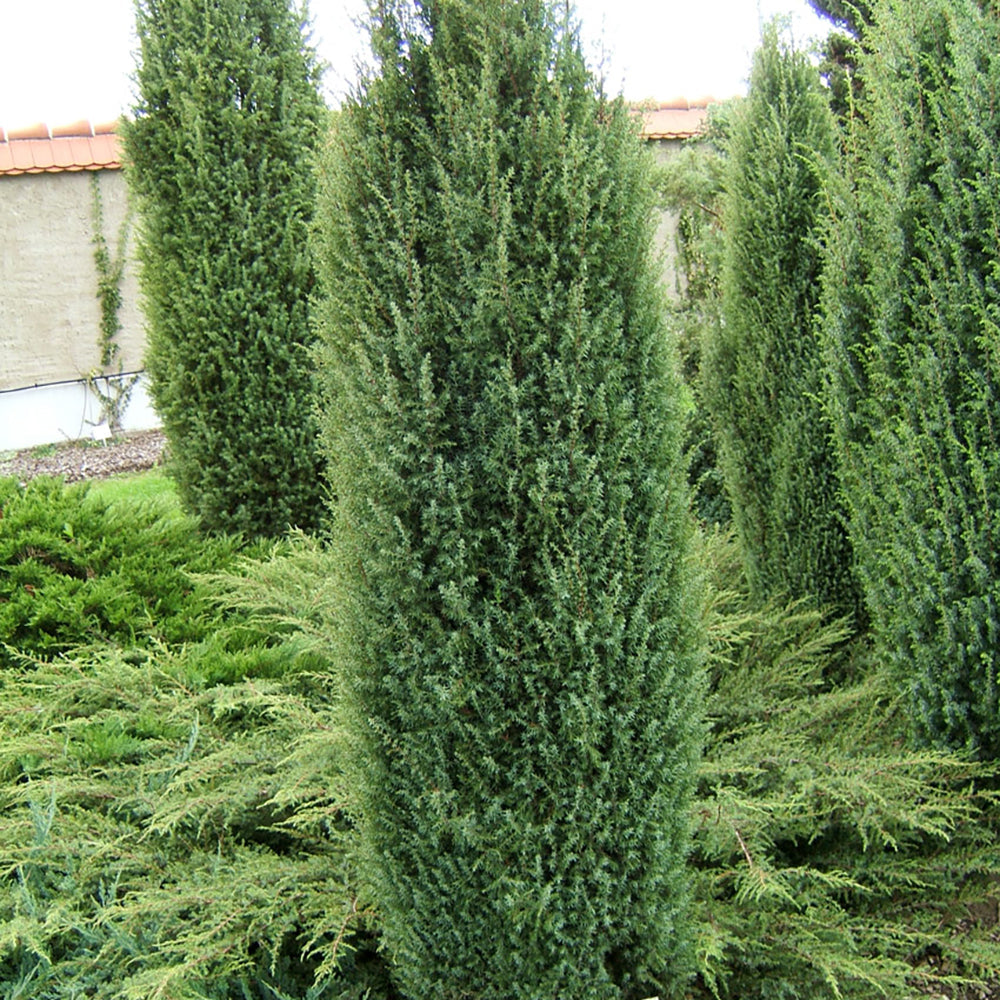 Ienupar columnar albastru-verzui Hibernica