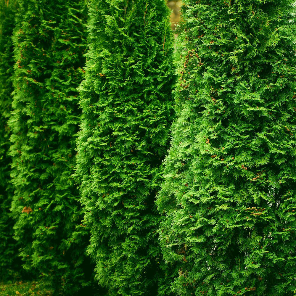 Tuia Occidentalis Smarald, gard viu vesnic verde