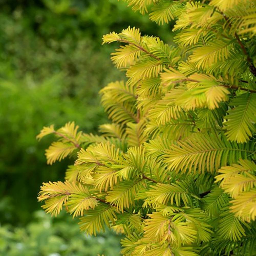 Arborele Sequoia auriu (Metasequoia Glyptostroboides) Amber Glow