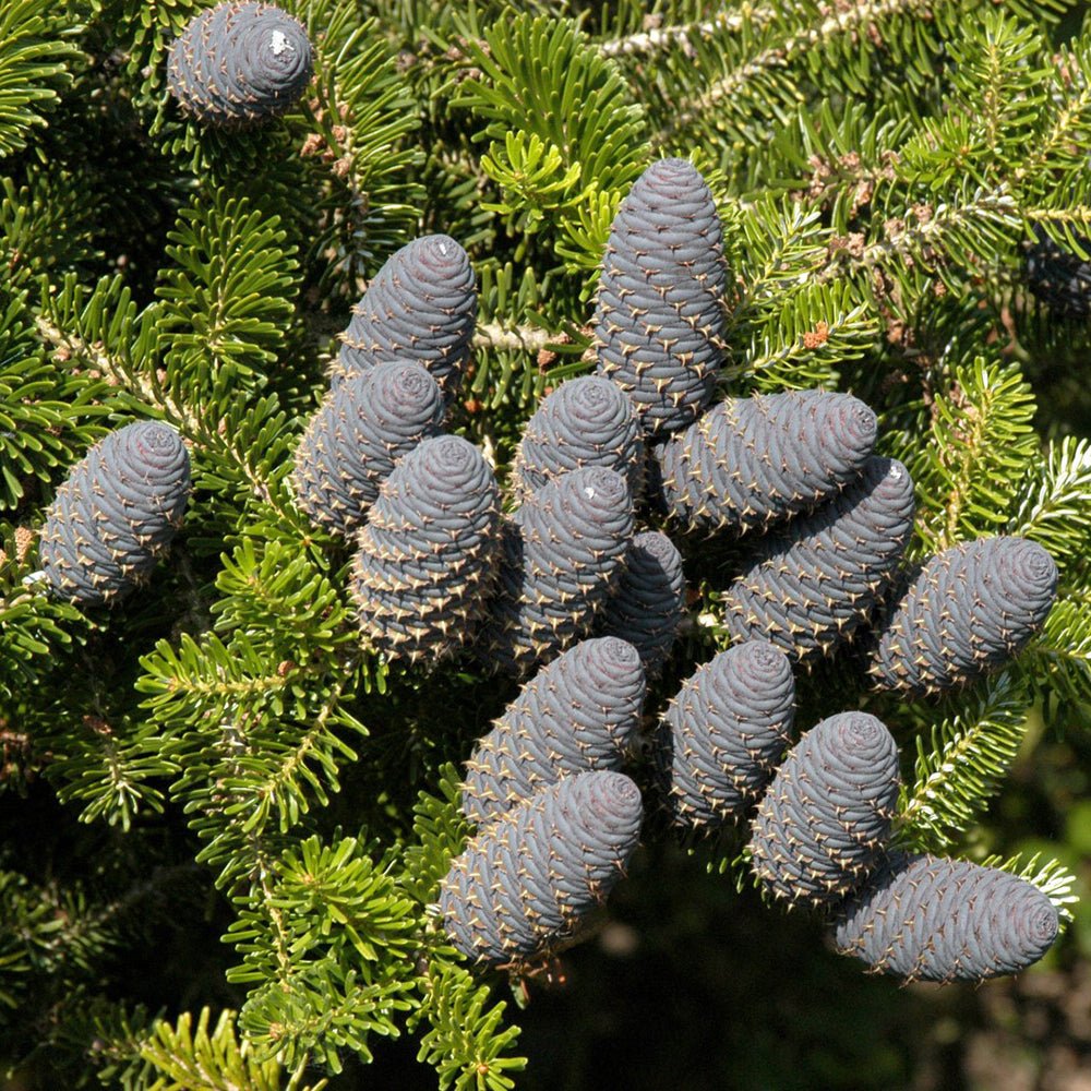 Brad Corean (Abies Koreana), cu conuri purpurii albastre