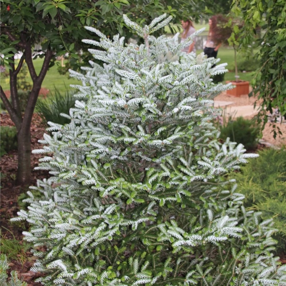 Brad Corean argintiu (Abies) Silberlocke