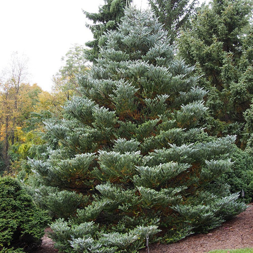 Brad Corean argintiu (Abies) Silberlocke