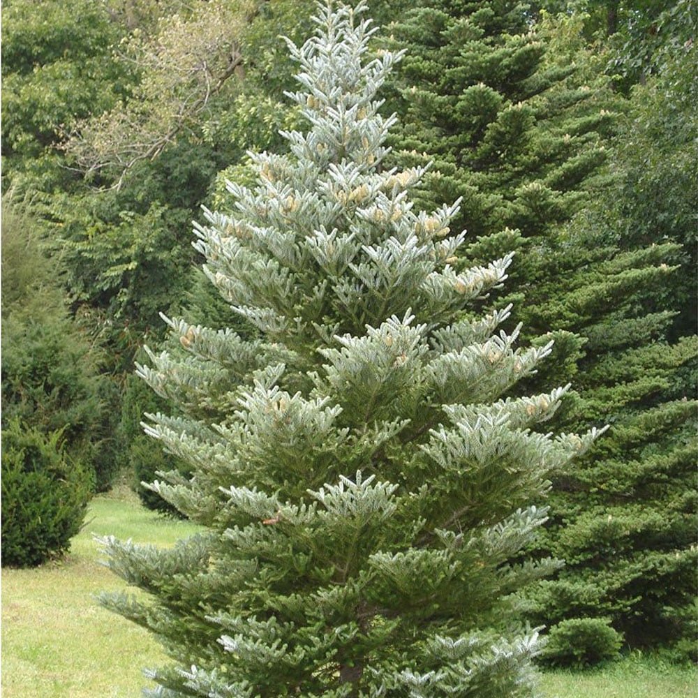 Brad Corean argintiu (Abies) Silberlocke