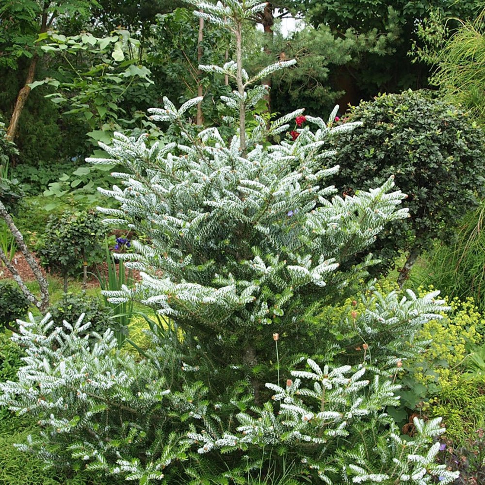 Brad Corean argintiu (Abies) Silberlocke