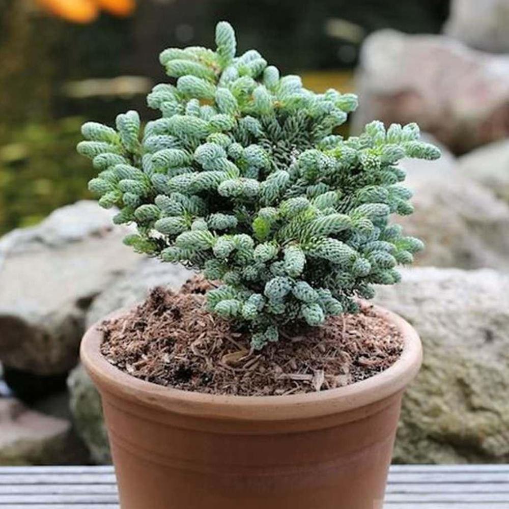 Brad Corean Kohouts Icebreaker (Abies)