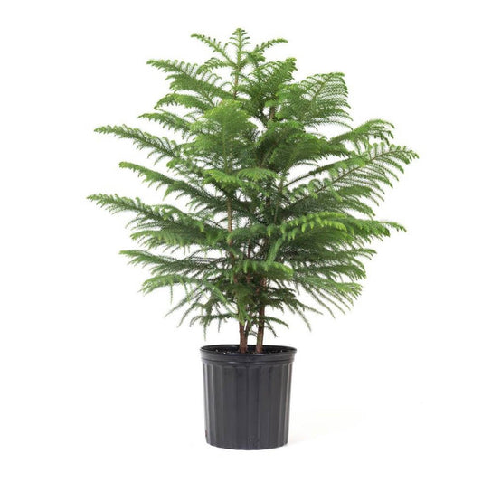 Brad de Camera (Araucaria Heterophylla) - 90 cm