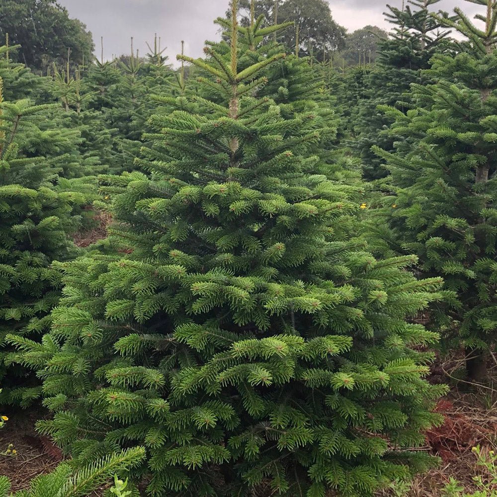 Brad de Craciun Nordmann (Abies Nordmanniana)