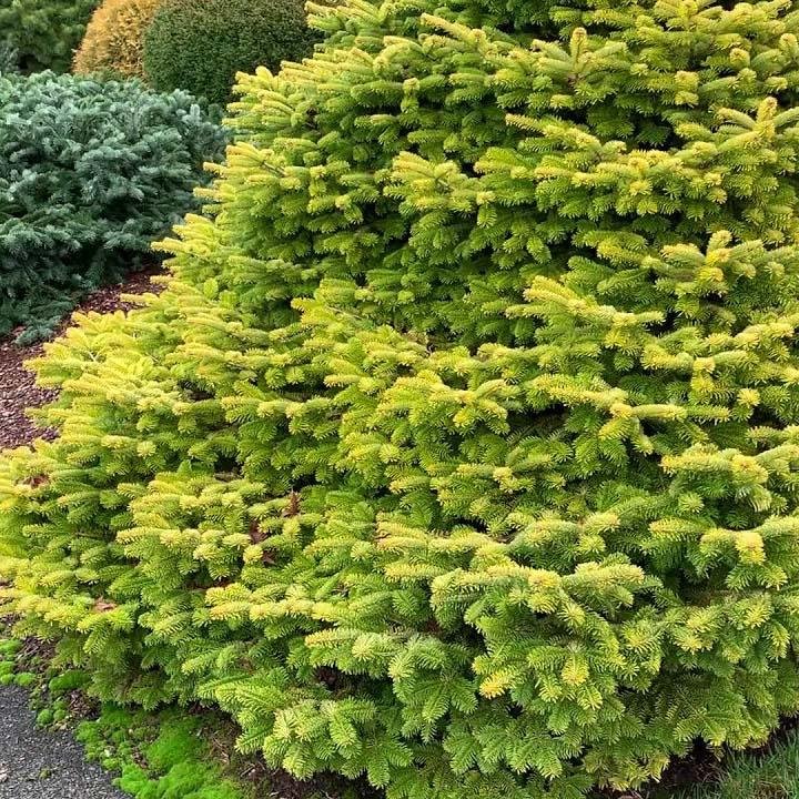 Brad Nordmann  Auriu Golden Spreader (Abies Nordmanniana aurea)